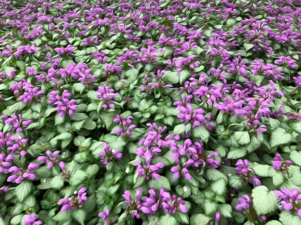 3" Lamium maculata 'Red Nancy' Red Nancy Deadnettle 1003471