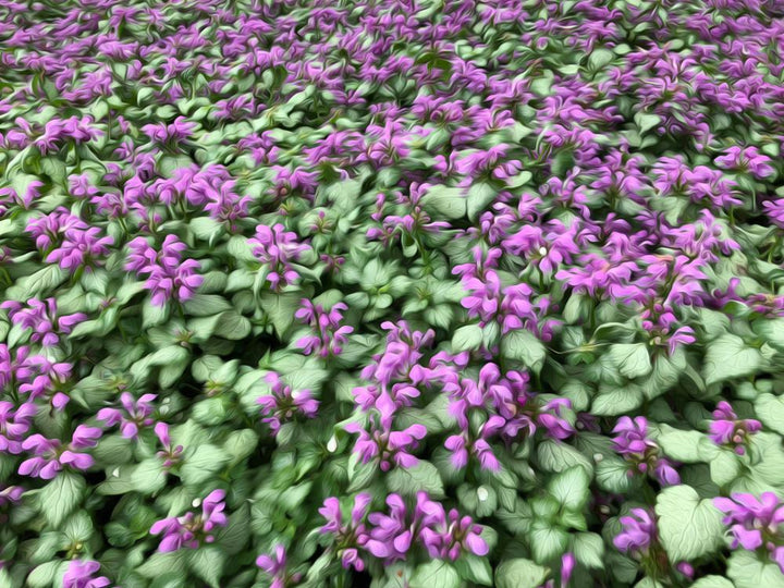 3" Lamium maculata 'Red Nancy' Red Nancy Deadnettle 1003471