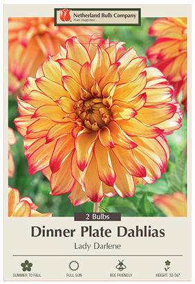 Dahlia Lady Darlene Bulbs - 2 Count - 2382116770