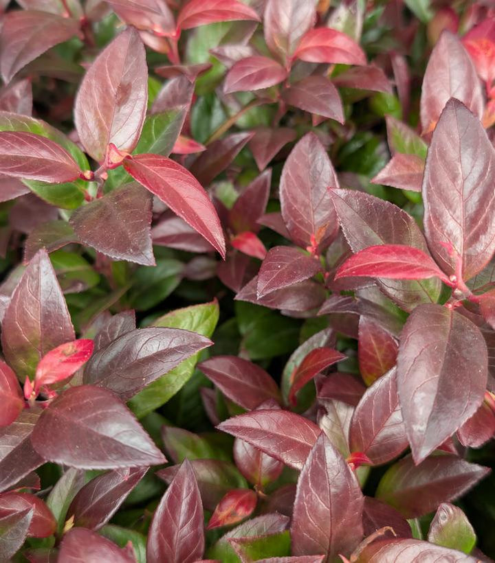 2G Leucothoe Fontanesiana Leafscape 'Little Flames' - 1014494