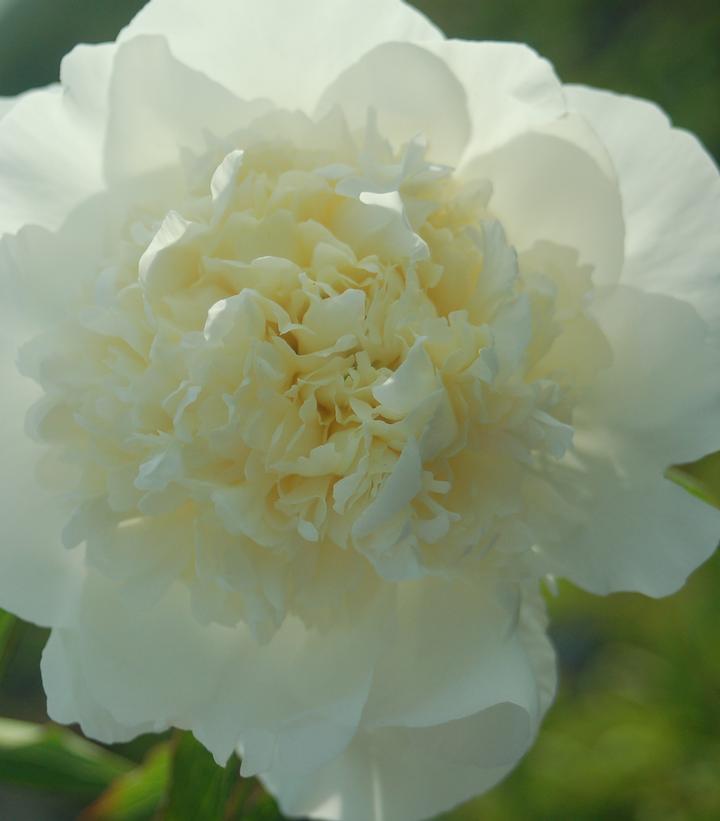 3G Paeonia 'Duchesse De Nemours' Duchesse de Nemours Peony (Double White) 1004070 DISSVF