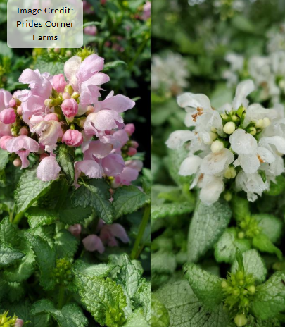 1G Lamium 'Medley Mix' - Spotted Deadnettle - 1020733