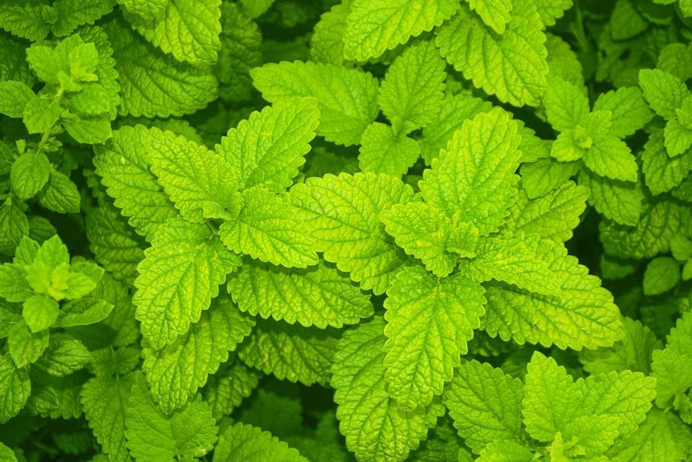 3.5" Herb - Lemon Balm