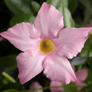 12.5" Urn Mandevilla Madinia - Maximo Light Pink