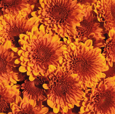 9" Mum - Copper Coin Bronze