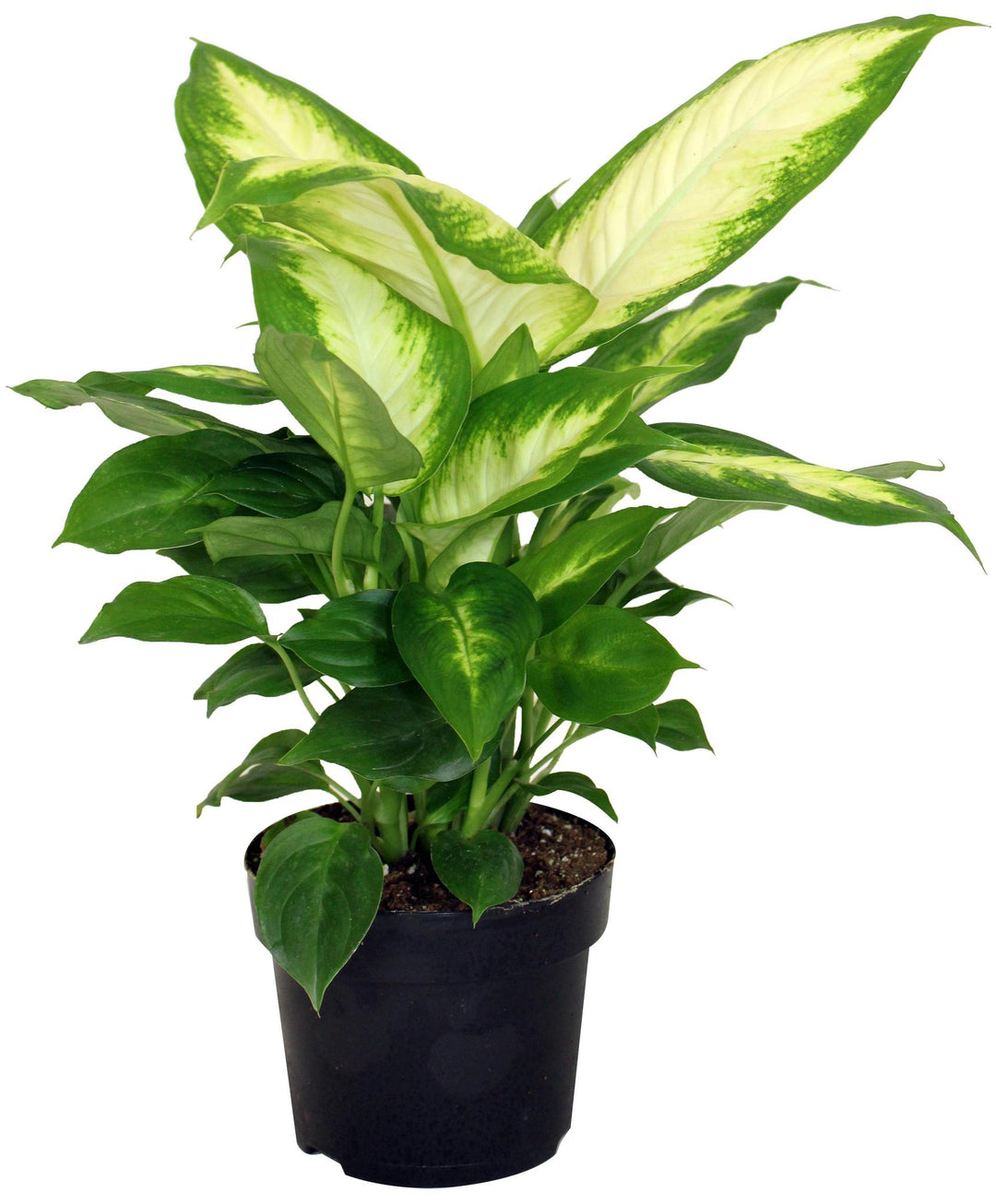 5" Dieffenbachia Camille T3272