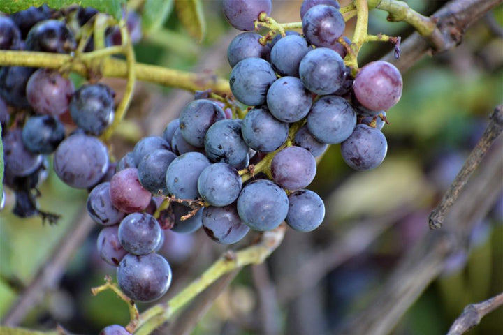 2G Vitis 'Concord' - Seedless Grape - 1004589