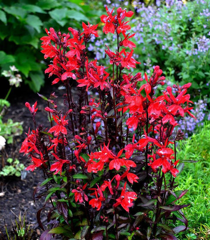 1G Lobelia x speciosa Starship™ 'Scarlet Starship' Scarlet Cardinal Flower 1009561