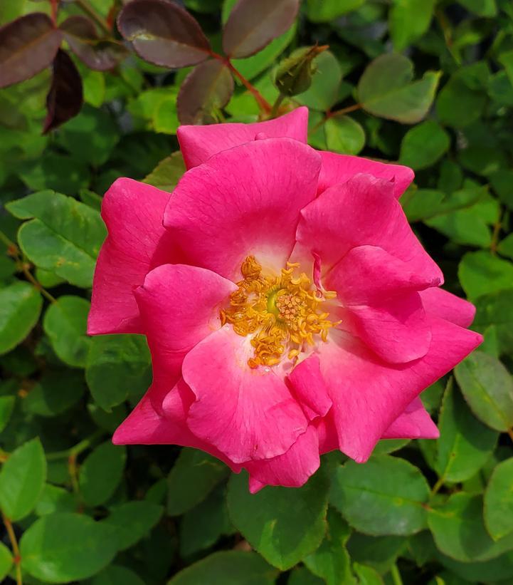 3G Rosa 'Zephirine Drouhin' - Pink Climbing Rose - 1003261