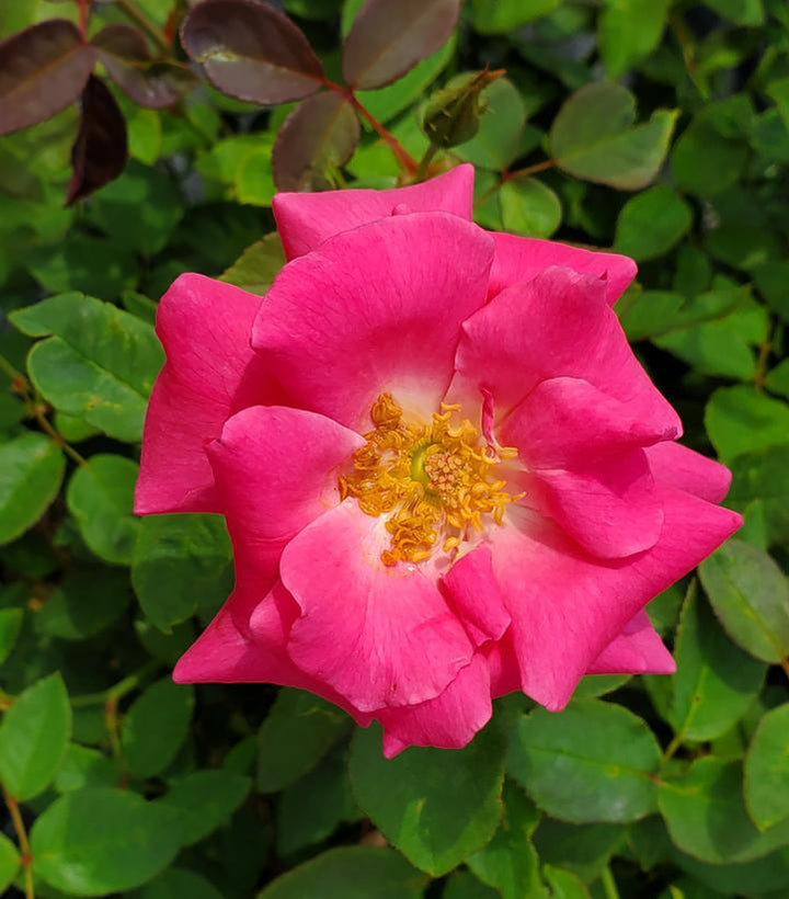 3G Rosa 'Zephirine Drouhin' - Pink Climbing Rose - 1003261