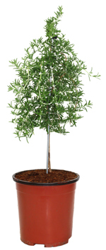 6.75" Rosemary Weeping Standard - F1333