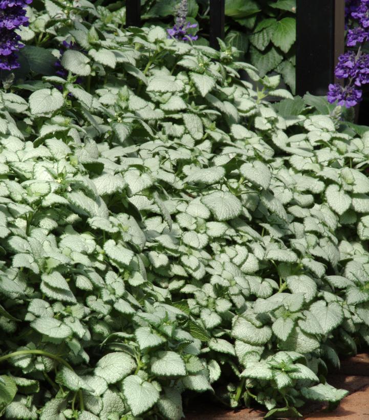 1G Lamium maculatum 'White Nancy' White Nancy Deadnettle 1000930