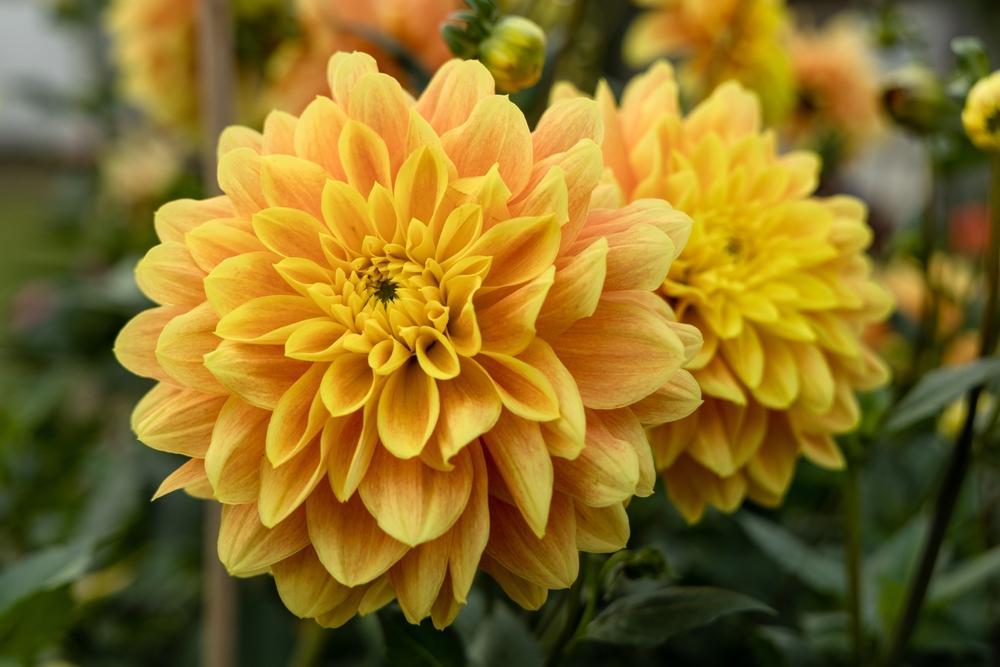 6.5" Dahlia - Anna Yellow/Orange