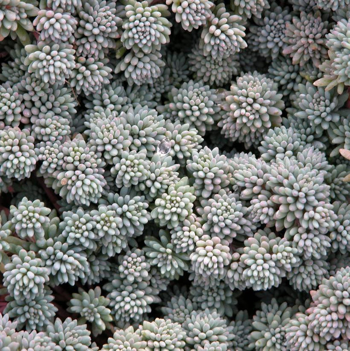 3" Sedum hispanicum Spanish Stonecrop 1006346