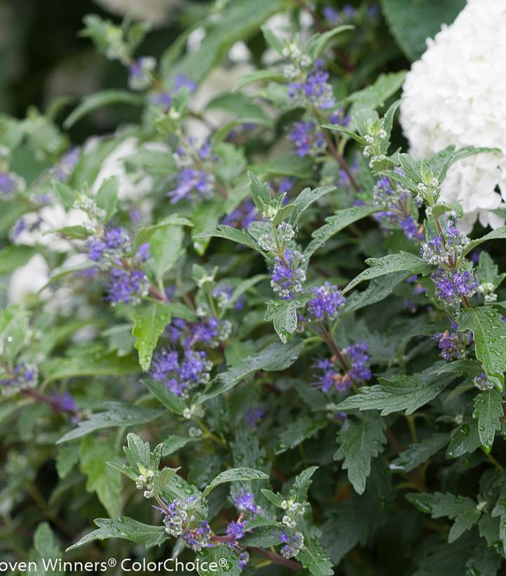 2G Caryopteris X Clandonensis 'Beyond Midnight' - Bluebeard - 1008084