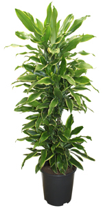 10.5" (27cm) Dracaena Golden Coast Branch Bundle - G4779