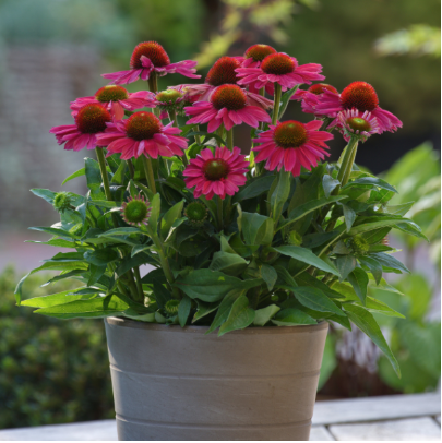 9" Echinacea Sunmagic Watermelon