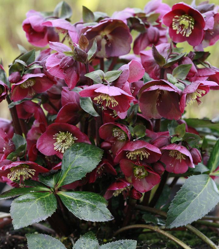 1G Helleborus Frostkiss 'Anna's Red' Anna's Red Lenten Rose 1006497