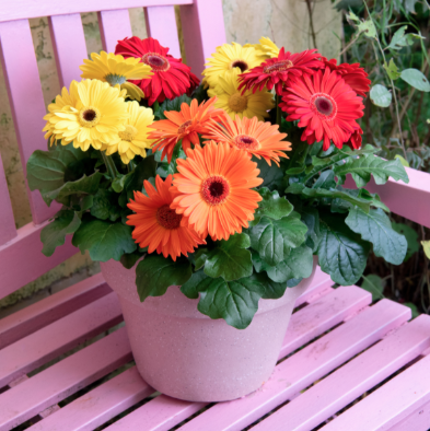 12" Bowl Gerbera Daisy - Joybera Mix