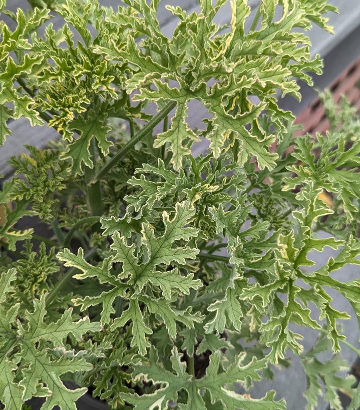 1G Pelargonium Citrosa 'Lady Plymouth' - Variegated Mosquito Plant - 1005963