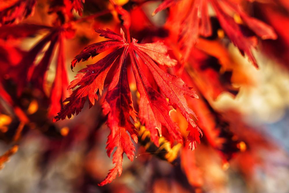 3G Acer Palmatum Dissectum - Orangeola - Japanese Maple Tree - 03025-0325