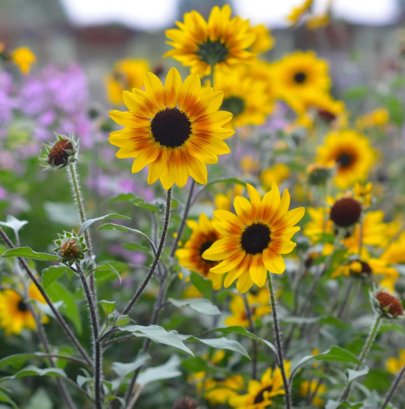 6.5" Helianthus - Suncredible 'Saturn' - Sunflower