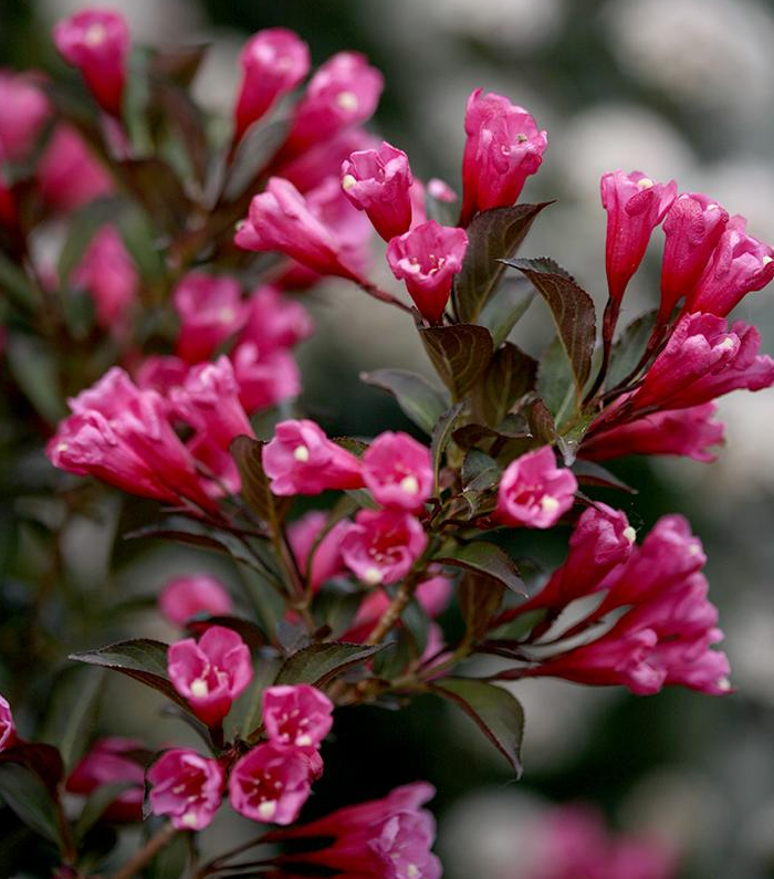 3G Weigela 'Wine & Roses' - 1003744