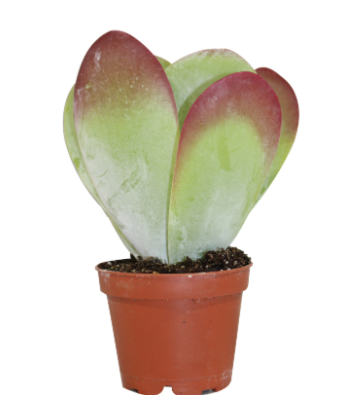 2.5" Kalanchoe - Thyrsiflora Premium - C4555