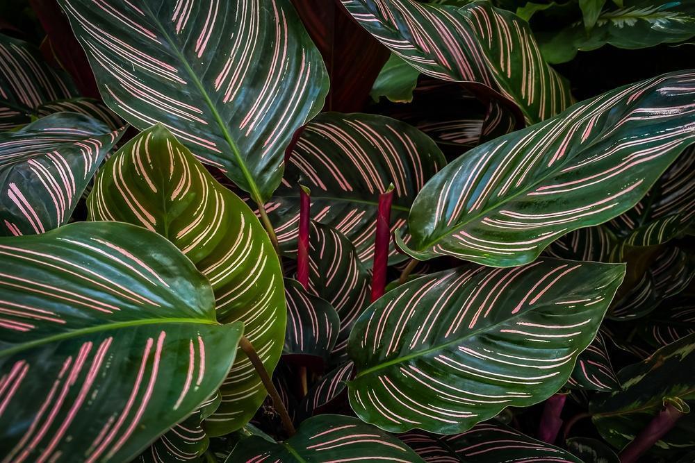 10" Calathea