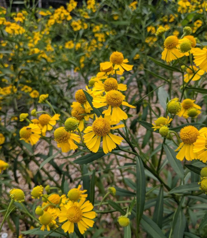 2G Helenium Autumnale - Common Sneezeweed - 1012841