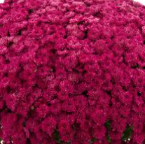 4.5" Mum - Adriana Purple