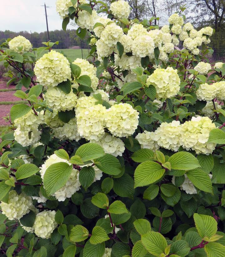 3G Viburnum Plicatum 'Opening Day' - Doublefile Viburnum - 1008905