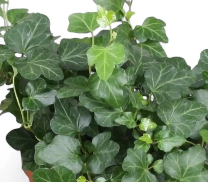 6" HB Hedera Hanging Basket - Ivy