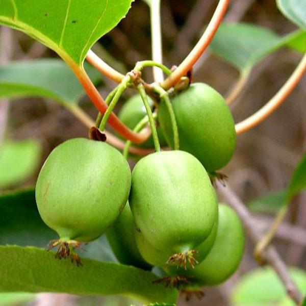 2G ACTINIDIA ARGUTA ISSAI Hardy Kiwi Issai Mini-Kiwi Fruit 1001017