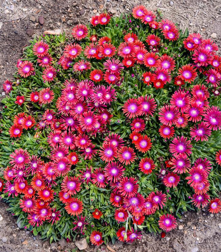 1G PW Delosperma x Kaleidoscope 'Razzle Dazzle' - Hardy Ice Plant - 1021269