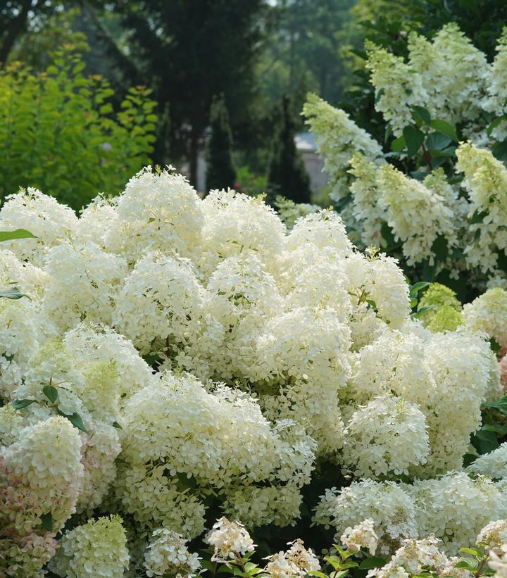 3G Hydrangea Paniculata 'Puffer Fish' - 1014661