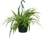 8" HB Spider Plant - Maria Hanging Basket - G3338