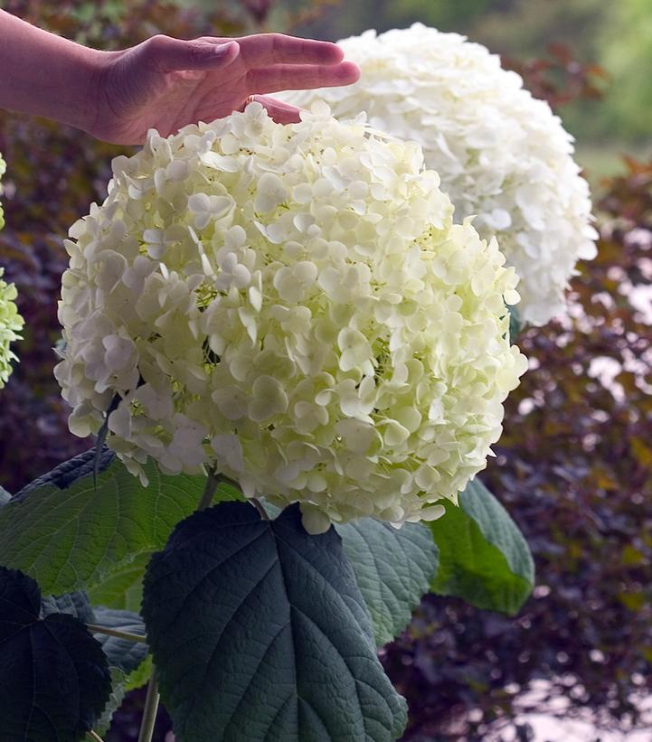 5G PW Hydrangea Arborescens 'Incrediball' - 1005100