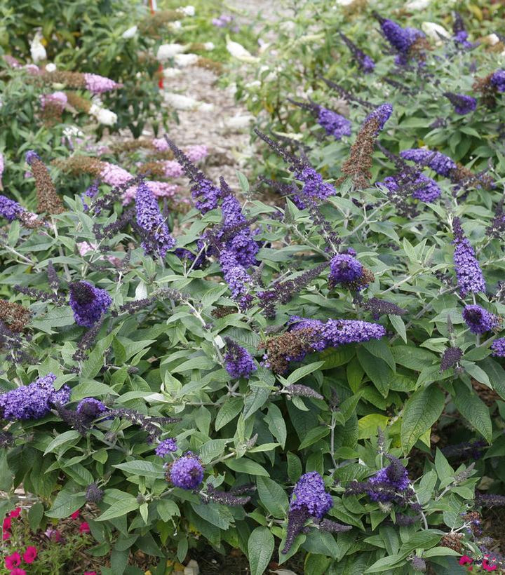 3G Buddleia 'Pugster Blue' - Butterfly Bush -1009190