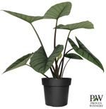 5" PW Alocasia Quicksilver G0715 DISSVF