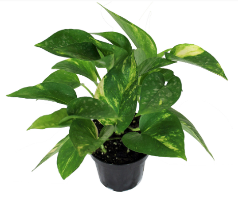 3.5" Pothos - T2918