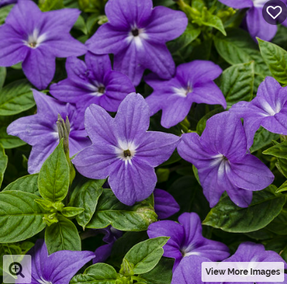 10" Browalia - Endless Illumination - PW (Hanging Basket)