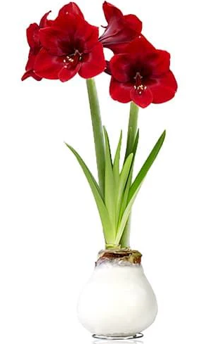 Netherland Bulb Company - Hippeastrum (Amaryllis) Waxz 30/32cm - 1232962686
