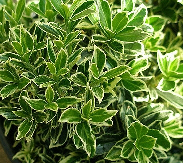7G Buxus Sempervirens - Variegated Boxwood - Elegantissima 2 Ball - 20357-1100