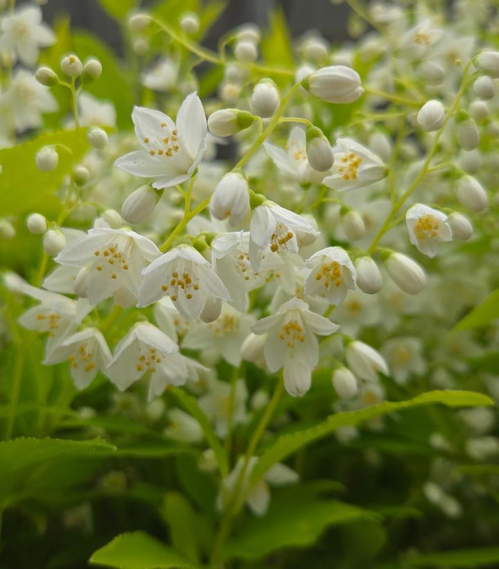 2G PW Deutzia Gracilis 'Chardonnay Pearls' - 1003695