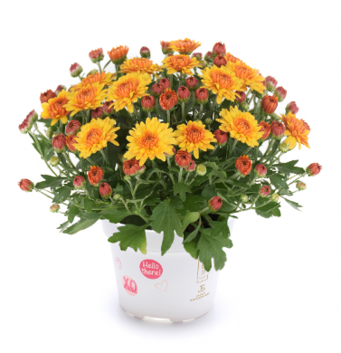 9" Mum - Soul Sister Orange