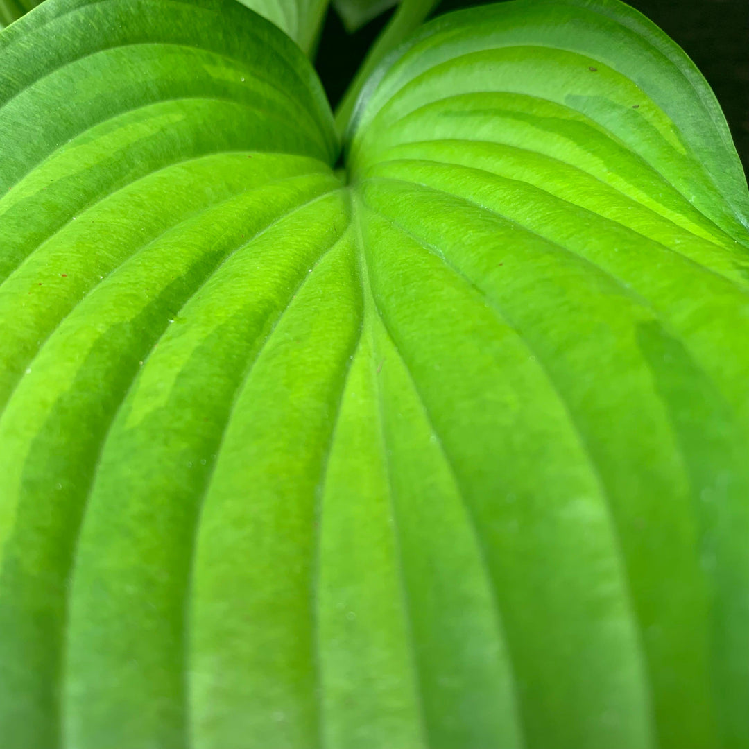 Hosta 'Guacamole'  - Guacamole Hosta