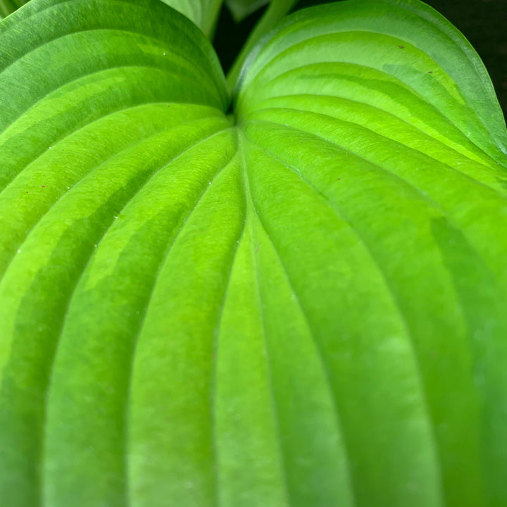 Hosta 'Guacamole'  - Guacamole Hosta