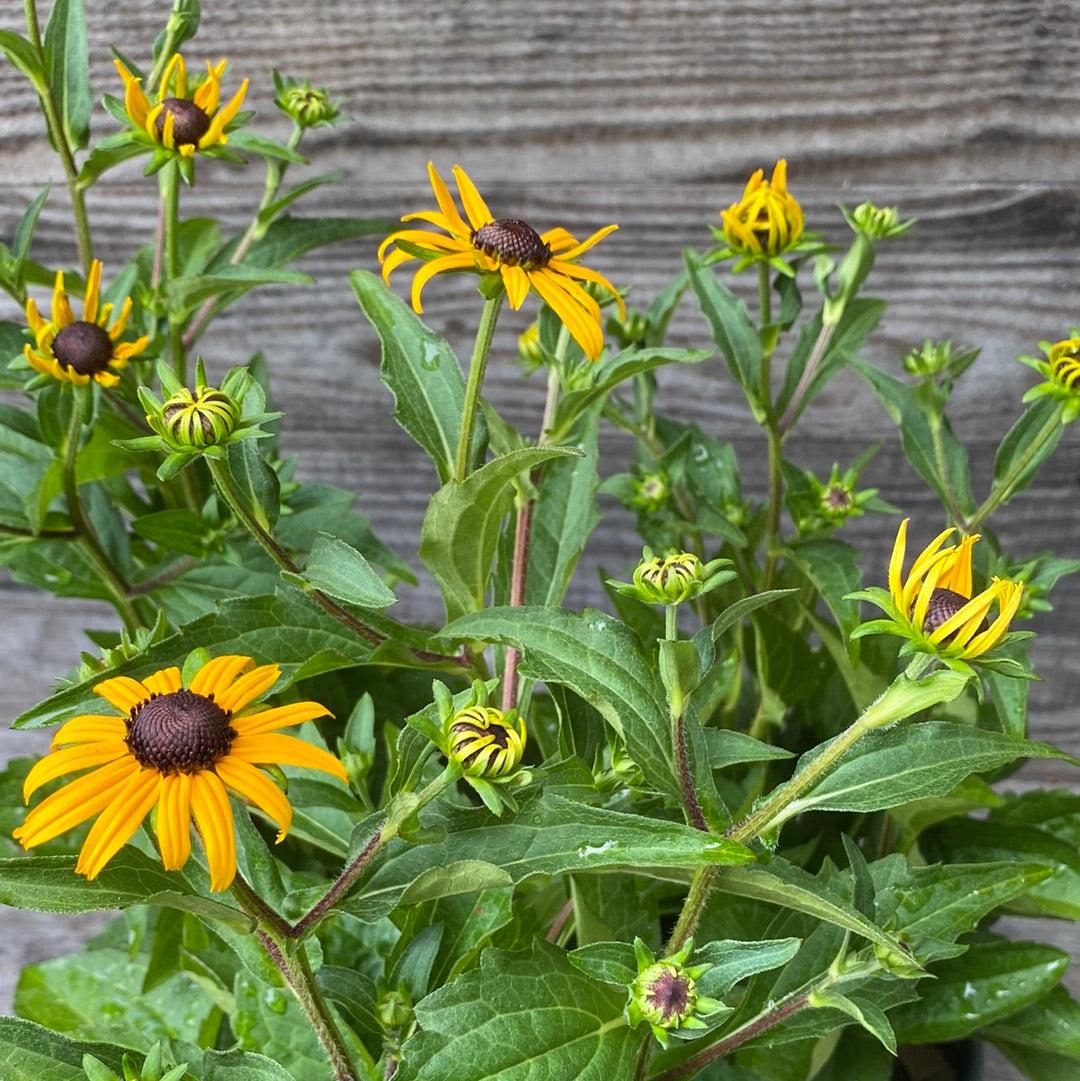 Black-Eyed Susan