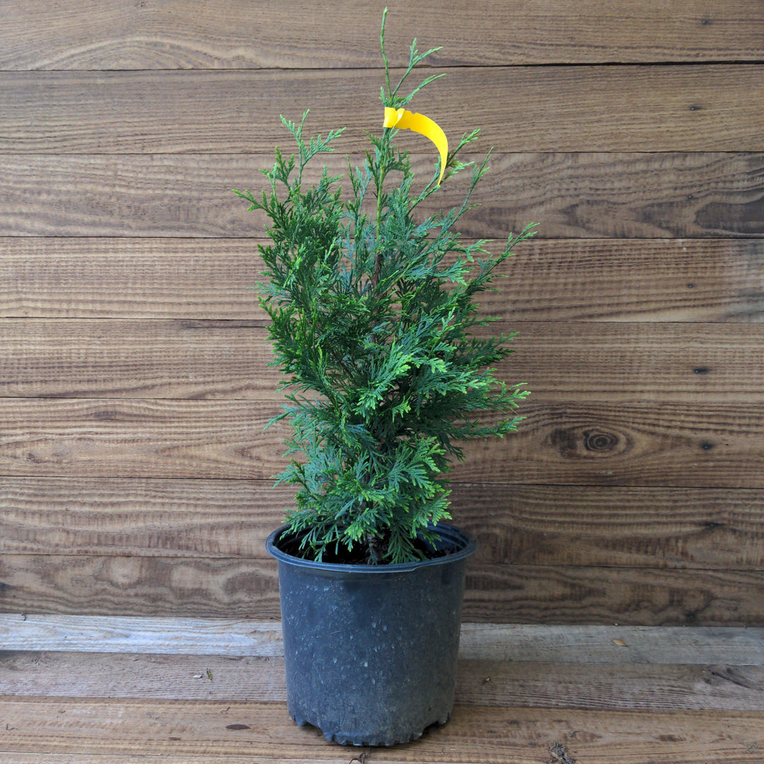 Green Giant Arborvitae